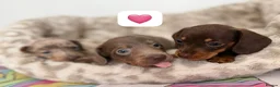 Dachshund dogs for sale: Beautiful dachshund puppies  - Advert 6