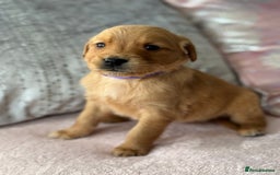 Golden Retriever dogs for sale: Last Stunning Male Pup Health Tested Parents  - Image 16