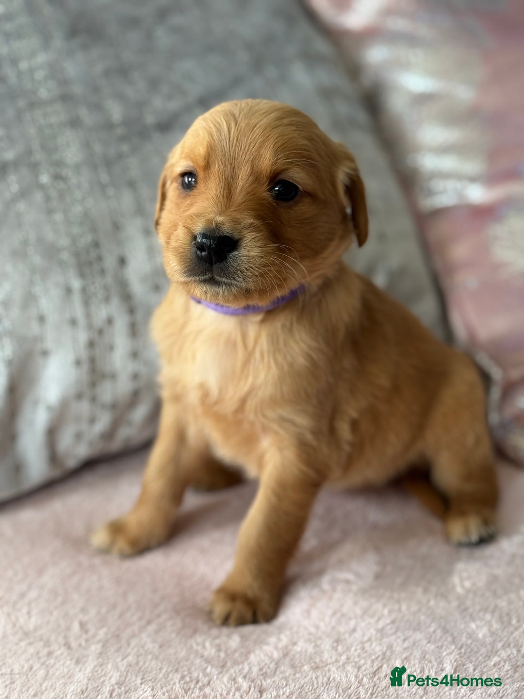 Golden Retriever dogs for sale: Last Stunning Male Pup Health Tested Parents  - Image 16