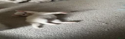 Persian cats for sale: Kittens  - Advert 11