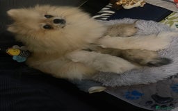 Pomeranian dogs for sale: Pomeranian Puppies – Ready Soon  - Image 15