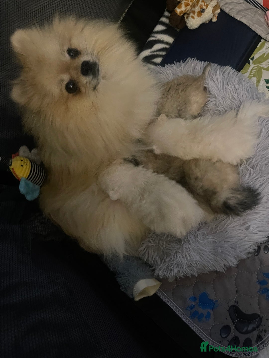 Pomeranian dogs for sale: Pomeranian Puppies – Ready Soon  - Image 15