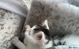 Turkish Van cats for sale: One male tri colour  - Image 14
