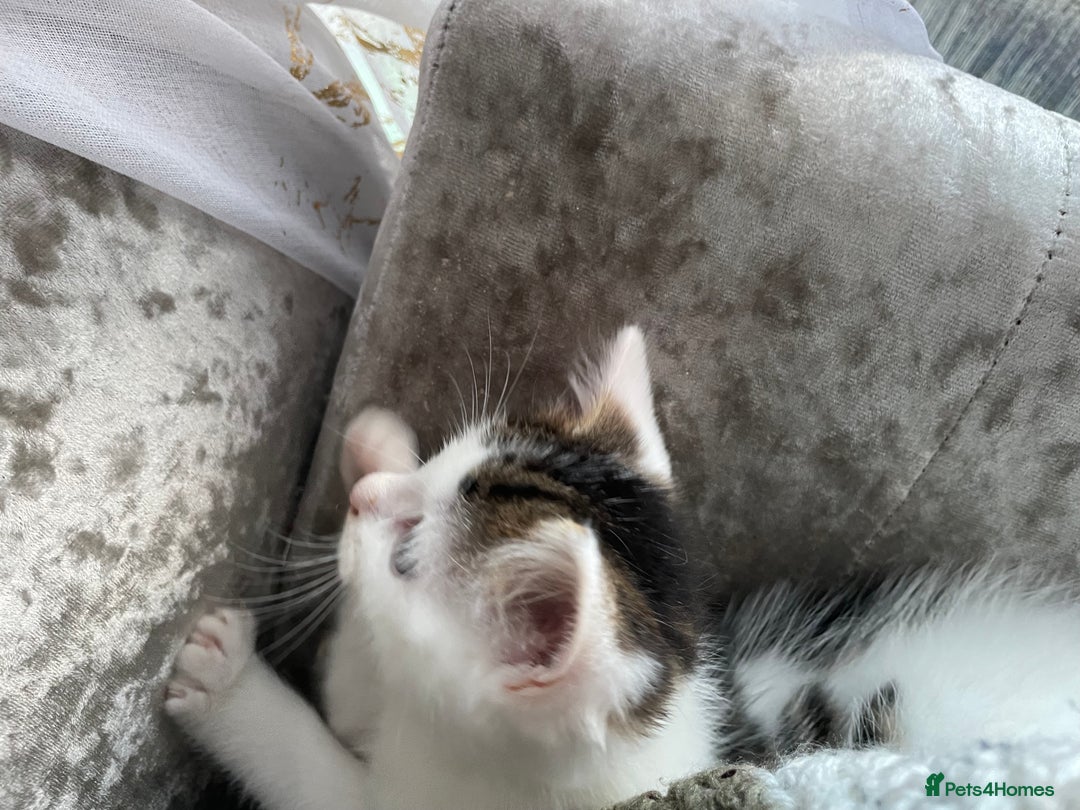 Turkish Van cats for sale: One male tri colour  - Image 14