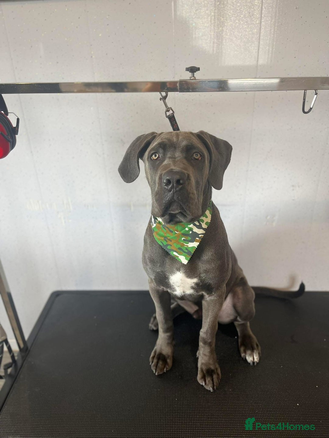 Cane Corso dogs for sale: Boy cane corso - Image 1