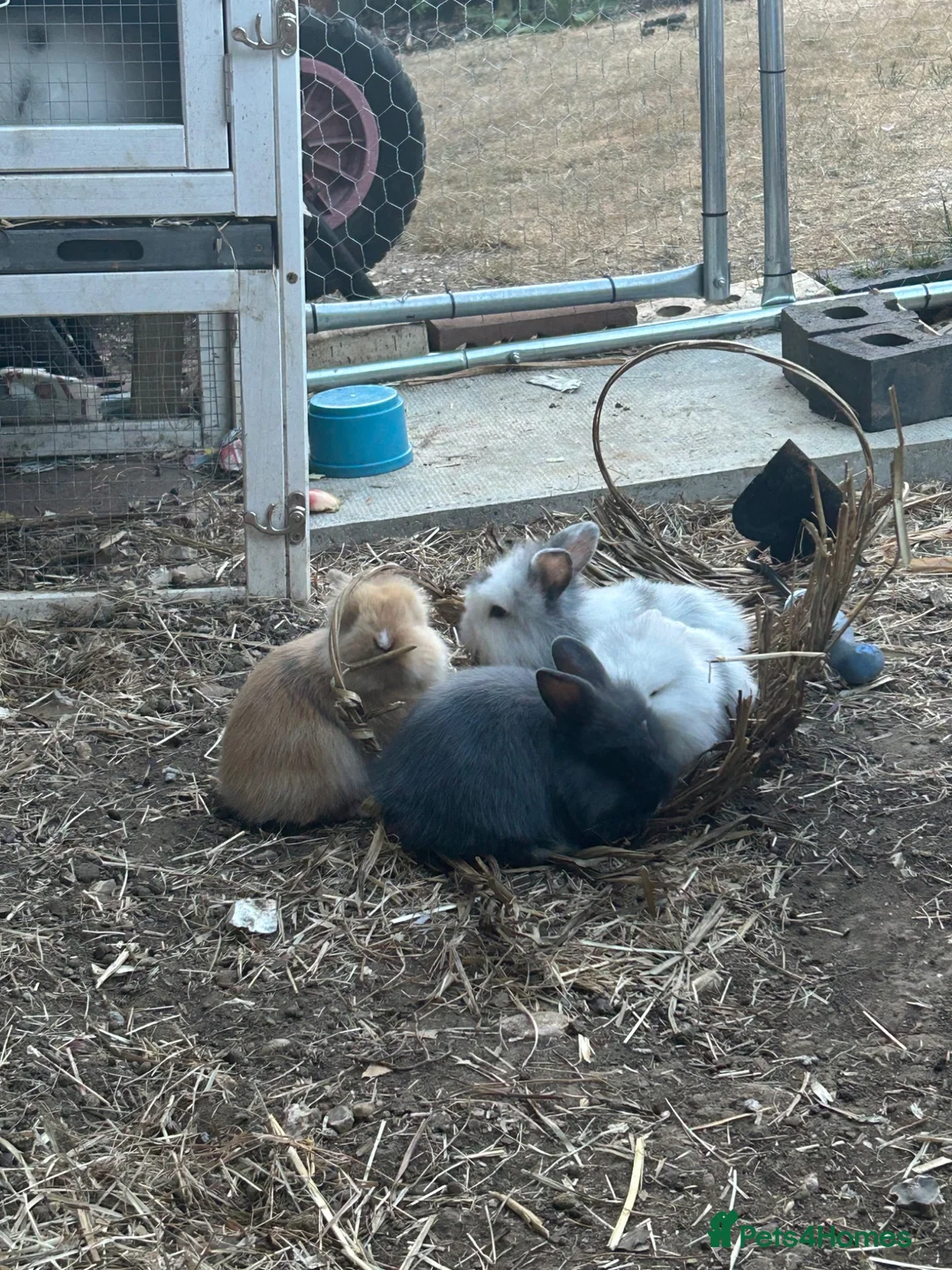 Mixed Breed rabbits for sale: Mini lionhead cross Norwegian dwarf rabbits - Advert 1