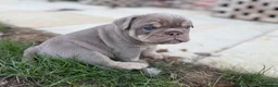 English Bulldog dogs for sale: Stunning KC reg English Bulldog puppies. in Newbury - Advert 11