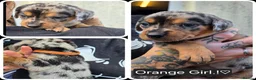 Mixed Breed dogs for sale: Dashweiler Puppies.!♡  - Advert 8