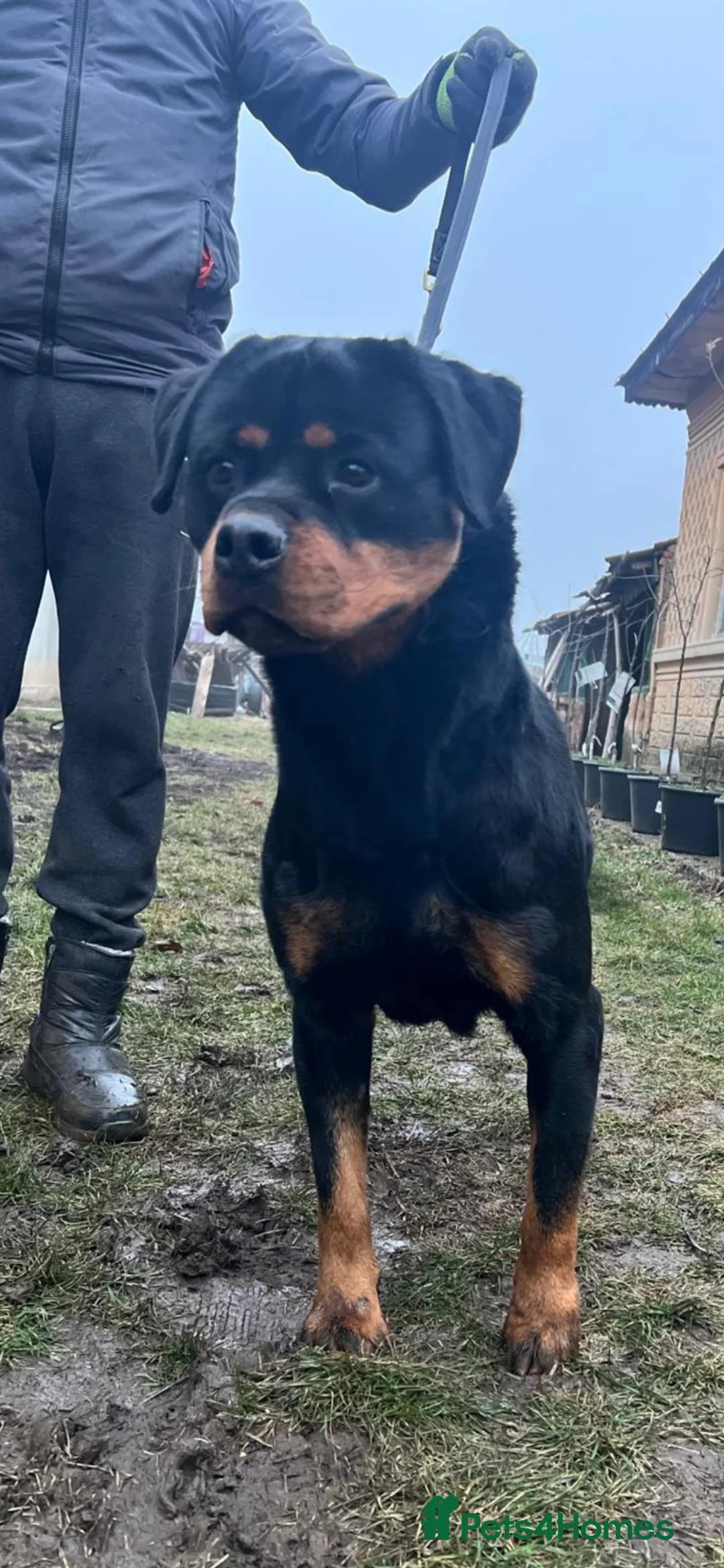 Rottweiler dogs for sale: Rottweiler German blood - Advert 2
