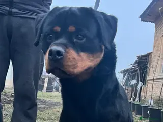 Rottweiler dogs Rottweiler German blood - Advert 10