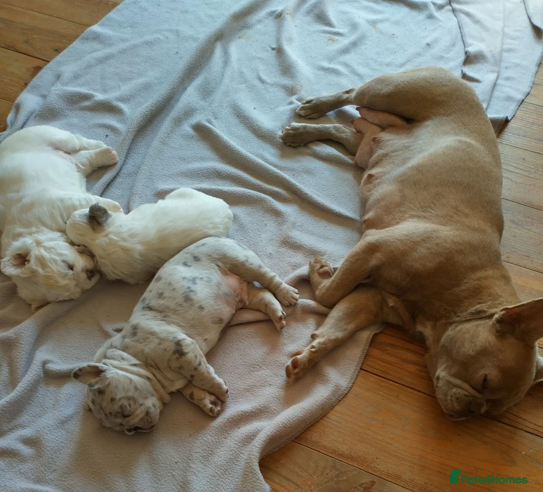 French Bulldog dogs for sale: Three French bulldogs KC registered for sale - Advert 1