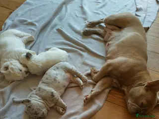 French Bulldog dogs Three French bulldogs KC registered for sale - Advert 1