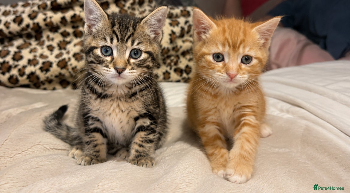 Mixed Breed cats 🐾 Beautiful Kittens Looking for Their Homes 🐾 - Advert 3
