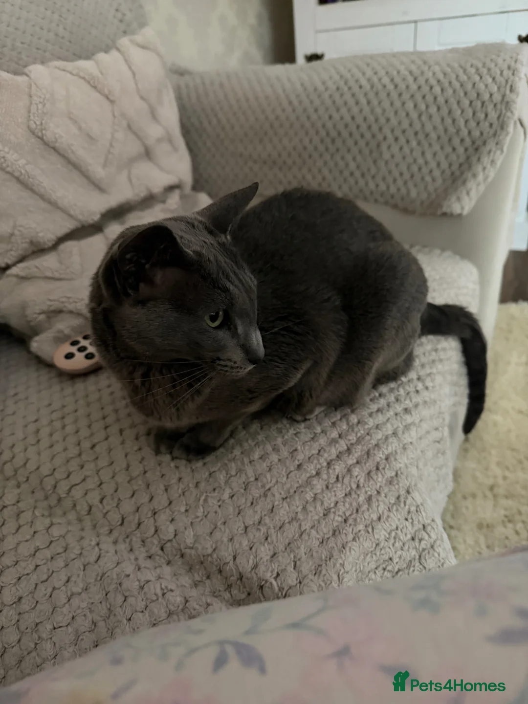 Siamese cats for sale: Meet ghost  - Advert 11