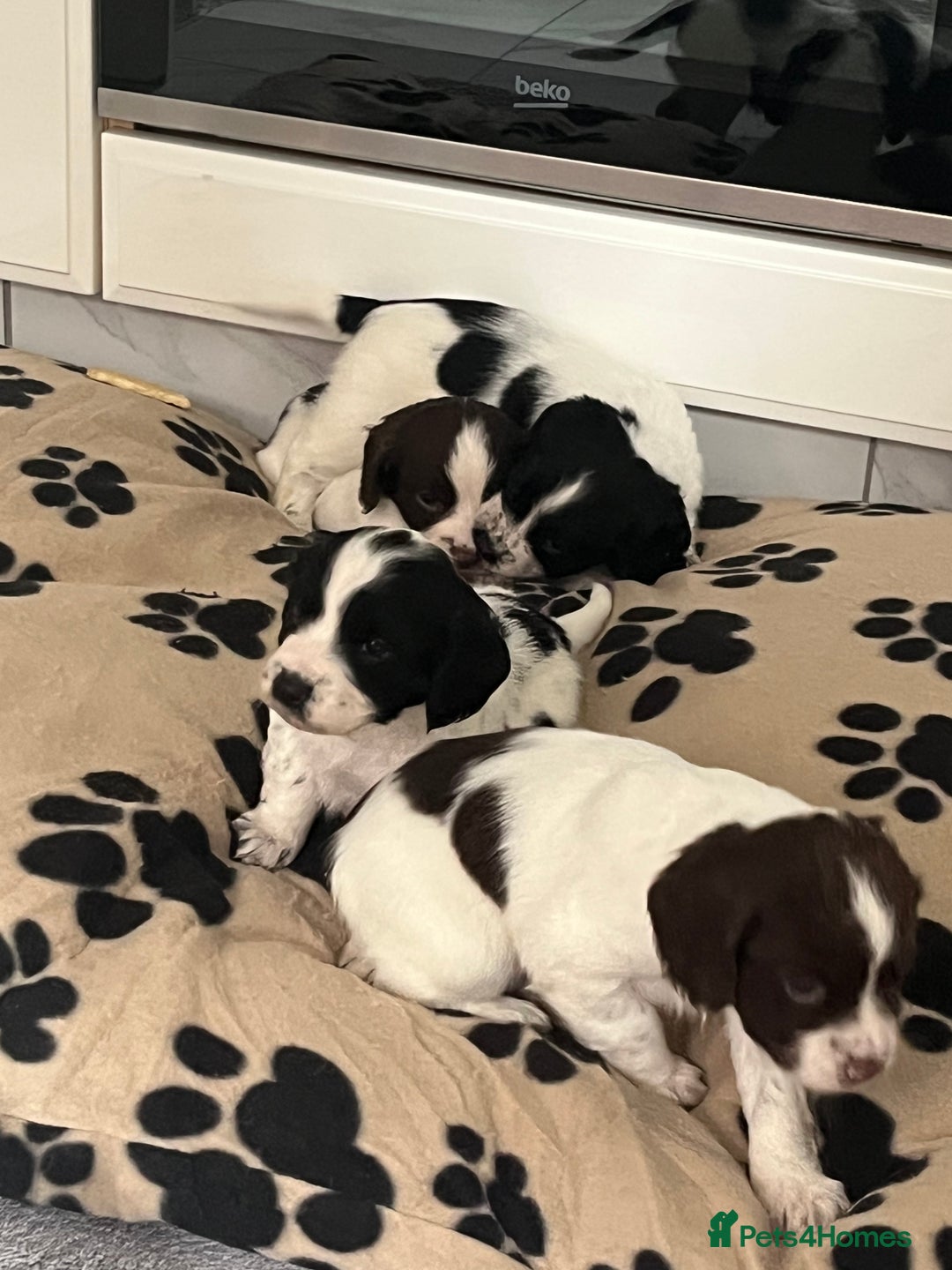 Cocker Spaniel dogs for sale: Cocker spaniel puppies - Advert 5