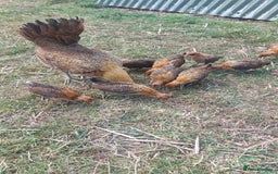 Chickens poultry for sale: Pair Ginger Red Old English Game Bird Juveniles - Image 1
