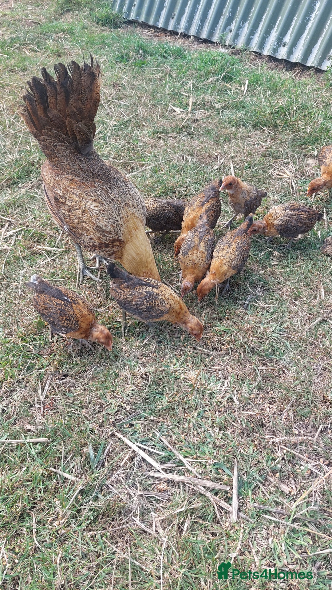 Chickens poultry for sale: Pair Ginger Red Old English Game Bird Juveniles - Image 1