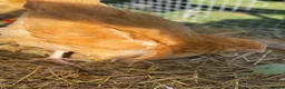 Chickens poultry for sale: Buff Orpington Young Cockerels  in Chesterfield - Advert 7