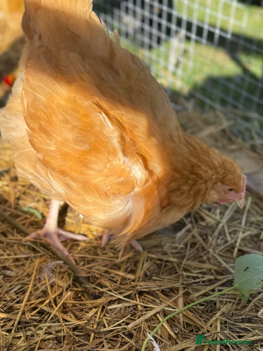 Chickens poultry for sale: Buff Orpington Young Cockerels  in Chesterfield - Advert 7