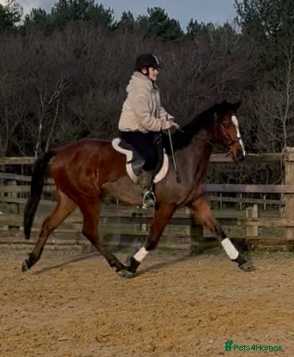 English Thoroughbred horses 15.2 British tb gelding  - Advert 2