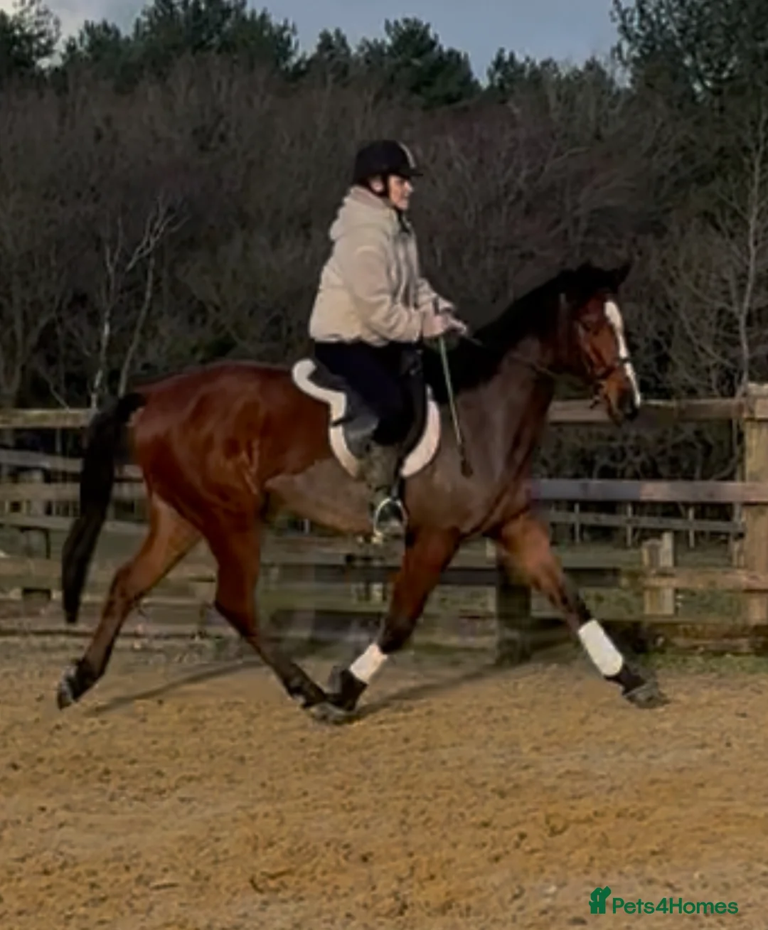 English Thoroughbred horses for sale: 15.2 British tb gelding  - Advert 1