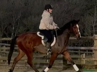 English Thoroughbred horses 15.2 British tb gelding - Advert 2