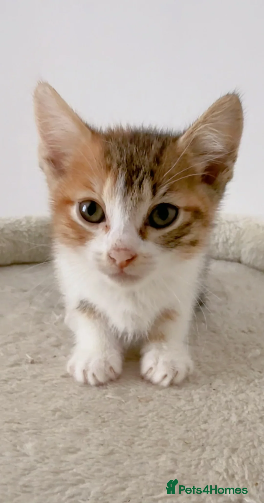 Mixed Breed cats for sale: Daisy, Calico female kitten - Advert 1