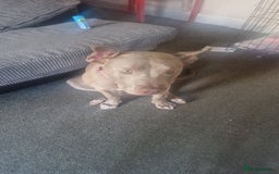 Mixed Breed dogs for sale: Summer - Image 2