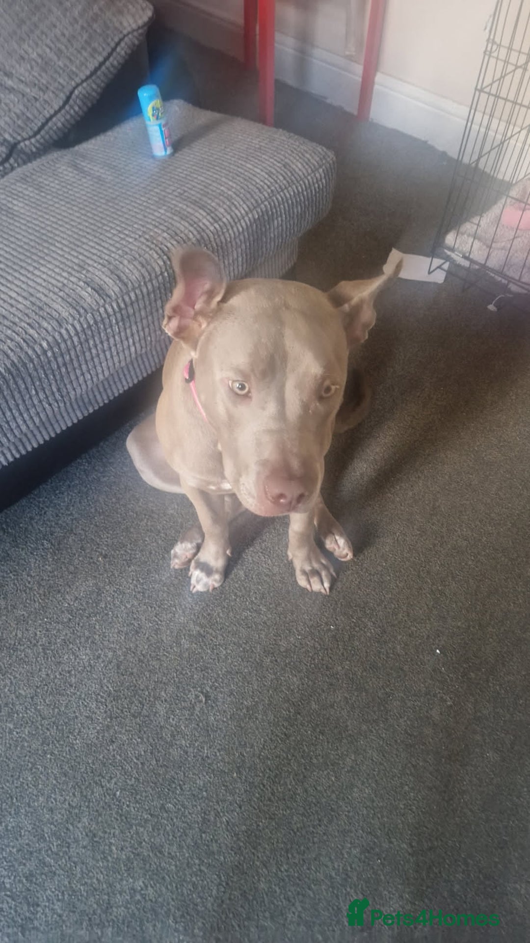 Mixed Breed dogs for sale: Summer - Image 2