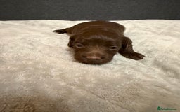 Cockapoo dogs for sale: Beautiful F1b Cockerpoo ready to collect December  - Advert 3