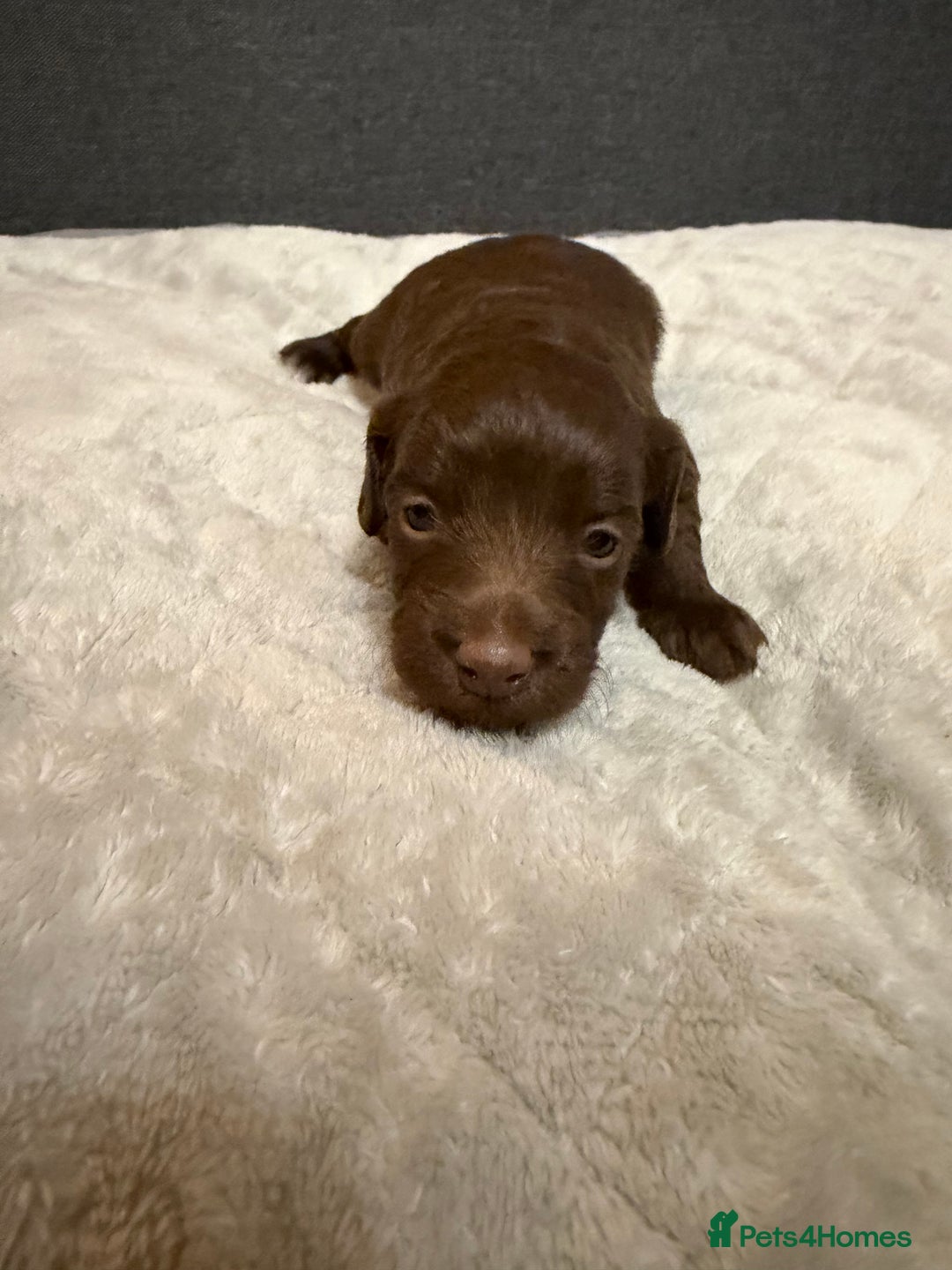 Cockapoo dogs for sale: Beautiful F1b Cockerpoo ready to collect December  - Advert 3