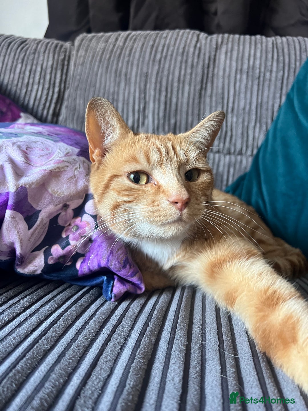 Mixed Breed cats for sale: Male ginger cat  - Image 9