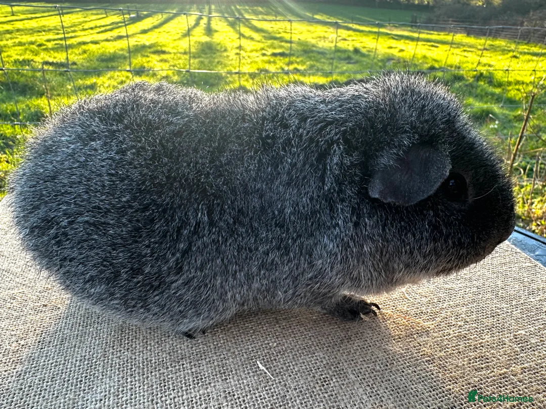 Guinea Pig rodents for sale: Rex Boar  - Advert 3