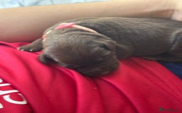 Mixed Breed dogs for sale: Beautiful Family-Raised Sheprador Puppies - Image 12