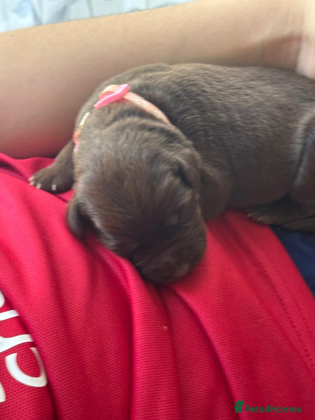 Mixed Breed dogs for sale: Beautiful Family-Raised Sheprador Puppies - Image 12