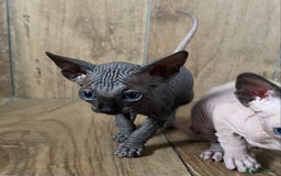 Sphynx cats for sale: Kittens sphinx Canadian girl blue eyes  - Image 16