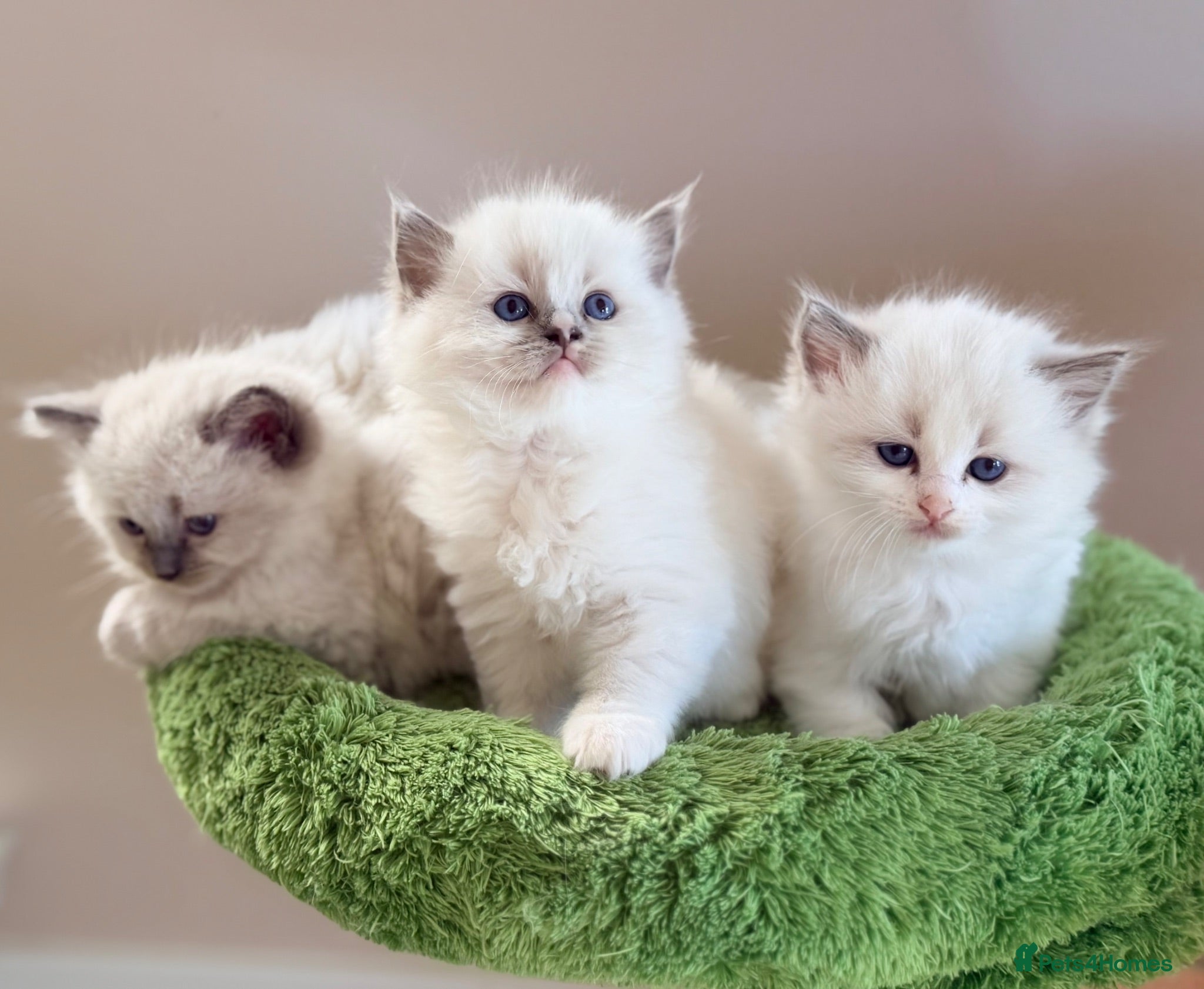 Ragdoll cats Champion pedigree Chucky Ragdoll babies  - Advert 2