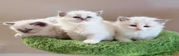 Ragdoll cats for sale: Champion pedigree Chucky Ragdoll babies  - Advert 2