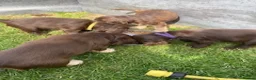Cocker Spaniel dogs for sale: Show type cocker spaniel. Litter due 10/11/26  - Advert 9