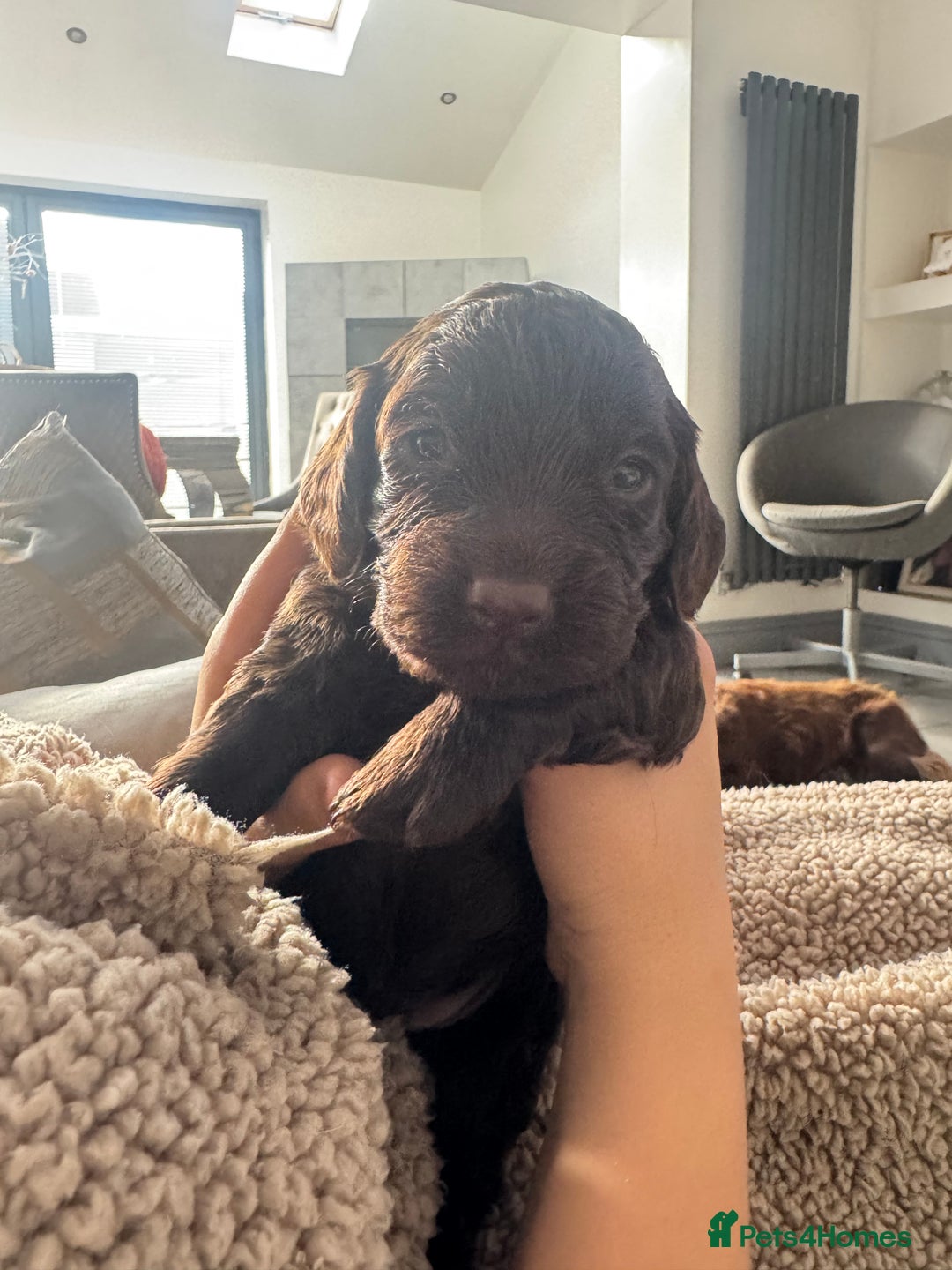 Cockapoo dogs for sale: Beautiful black F1B cockapoo boy ready next week  - Advert 25