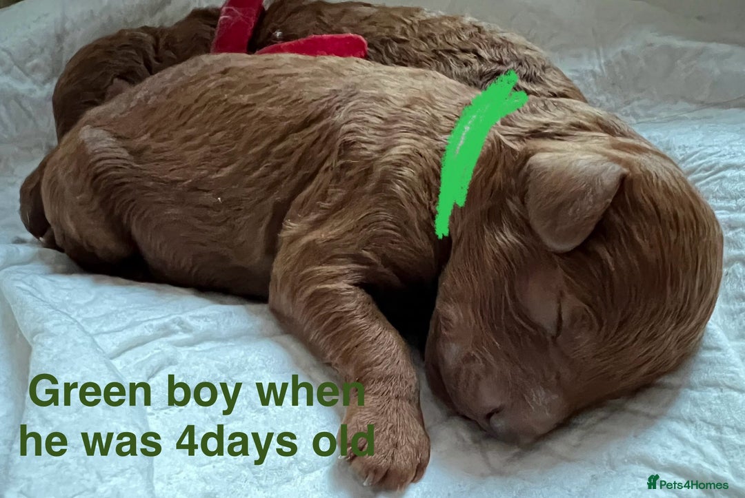 Toy Poodle dogs for sale: Adorable Deep Red Toy Poodle Puppies Available! 🐾 - Image 4
