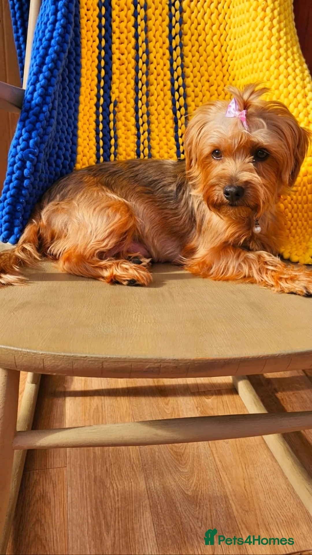 Yorkshire Terrier dogs for sale: Beautiful Yorkshire Terrier Puppies - Advert 1