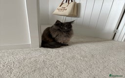 Maine Coon cats for sale: Maine Coon Girl - Image 6
