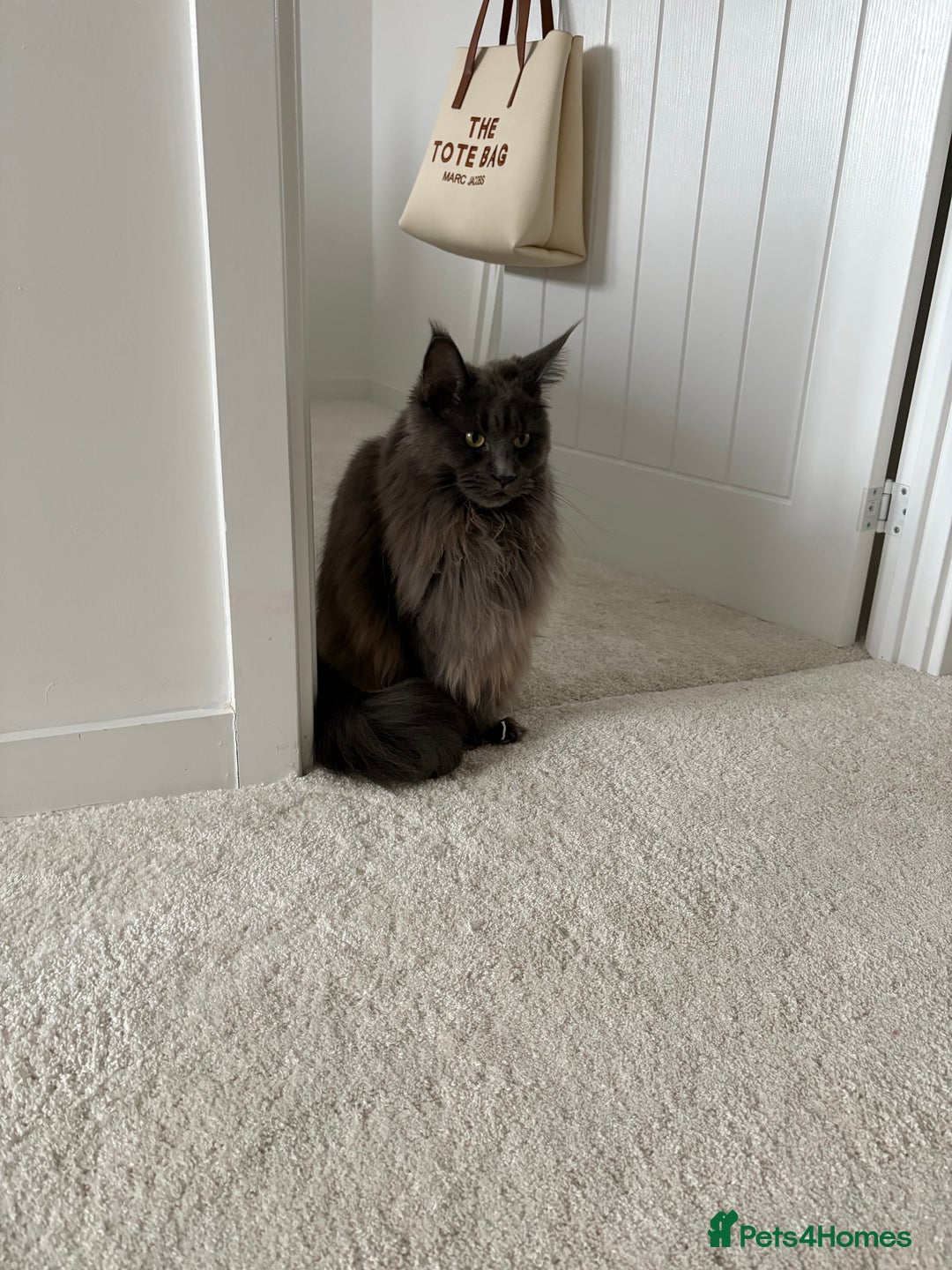 Maine Coon cats for sale: Maine Coon Girl - Image 6