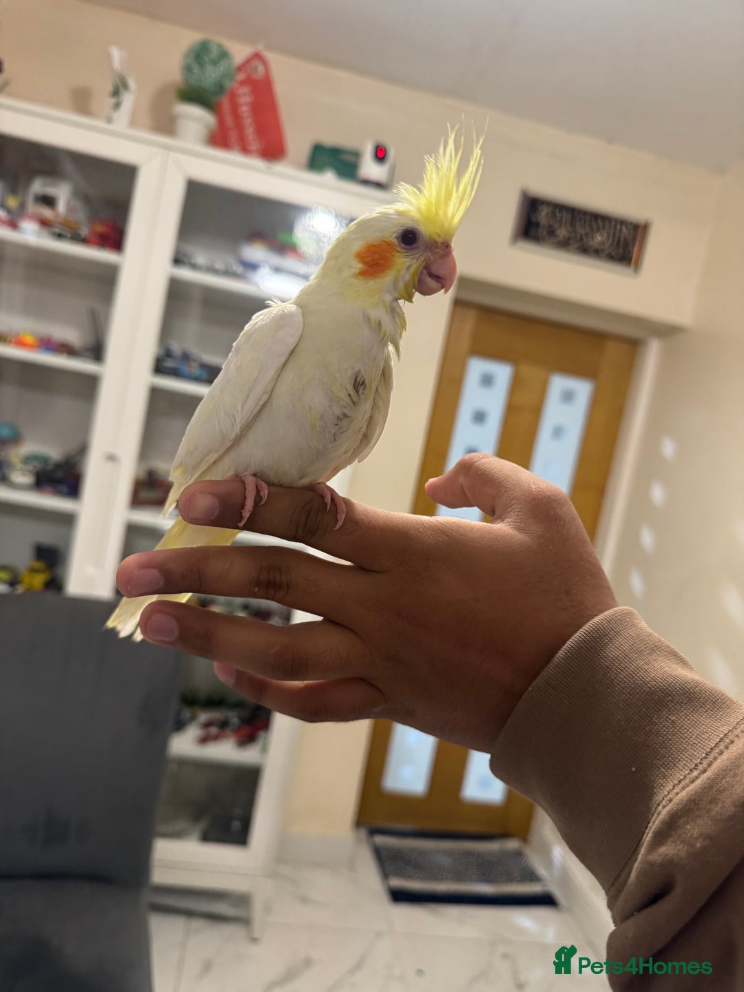 Cockatiels birds for sale: Baby cocktail - Image 2