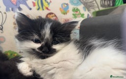 Mixed Breed cats for sale: Kittens  - Image 4