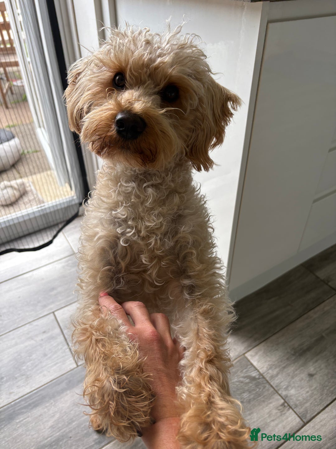 Schnoodle dogs for stud: Bruce  - Advert 9