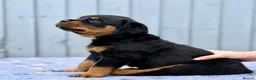 Rottweiler dogs for sale: 5 Exceptional KC Registered Rottweiler Puppies - Advert 18