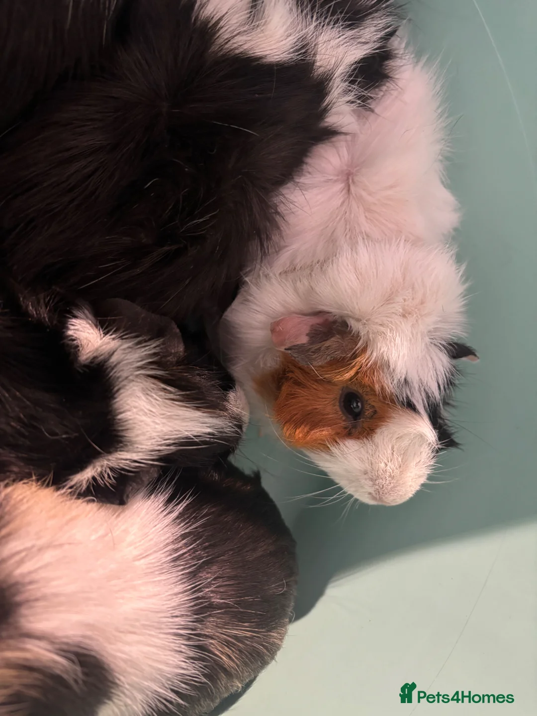 Guinea Pig rodents for sale: Male Guinea pigs in Chesterfield - Advert 2
