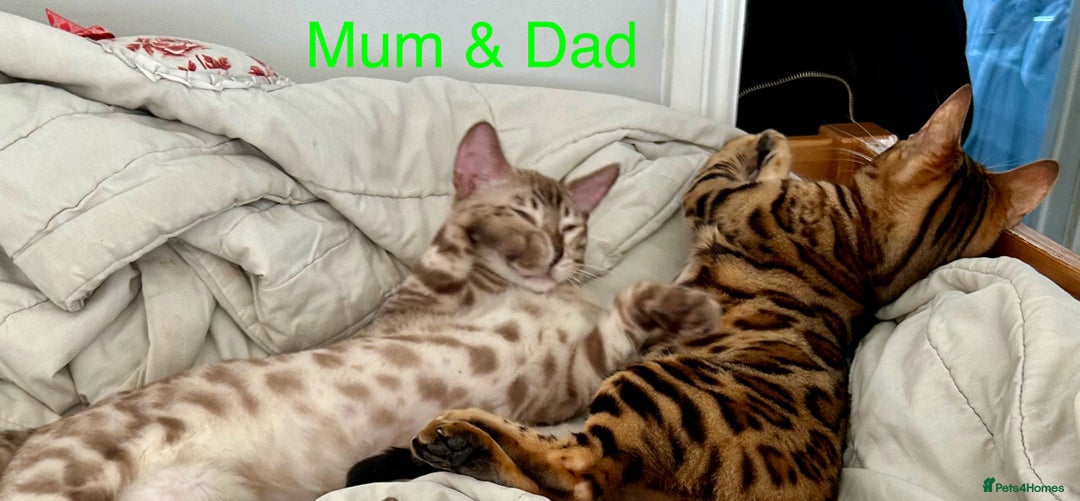 Bengal cats for sale: 6 Gorgeous Bengals kittens ready for reservation  - Image 31
